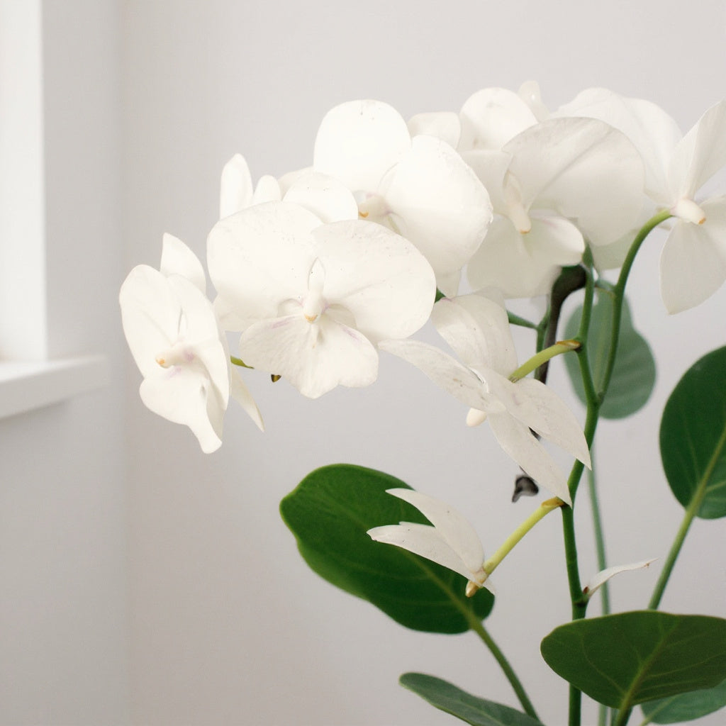 White Phalaenopsis Orchid - Pet Safe Non-Toxic Houseplant Easy Care Indoor
