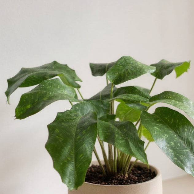 Calathea Musaica Network Plant - Pet Safe Non-Toxic Air Purifying Houseplant