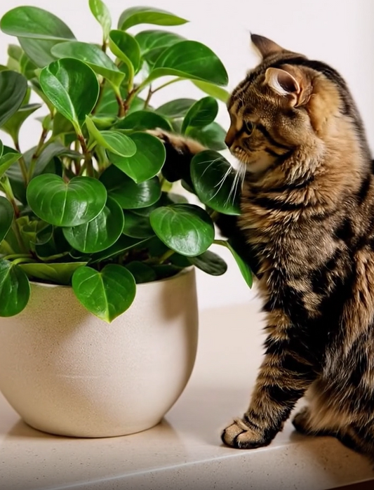 Are Peperomia Safe for Cats? Complete ASPCA-Verified Safety Guide