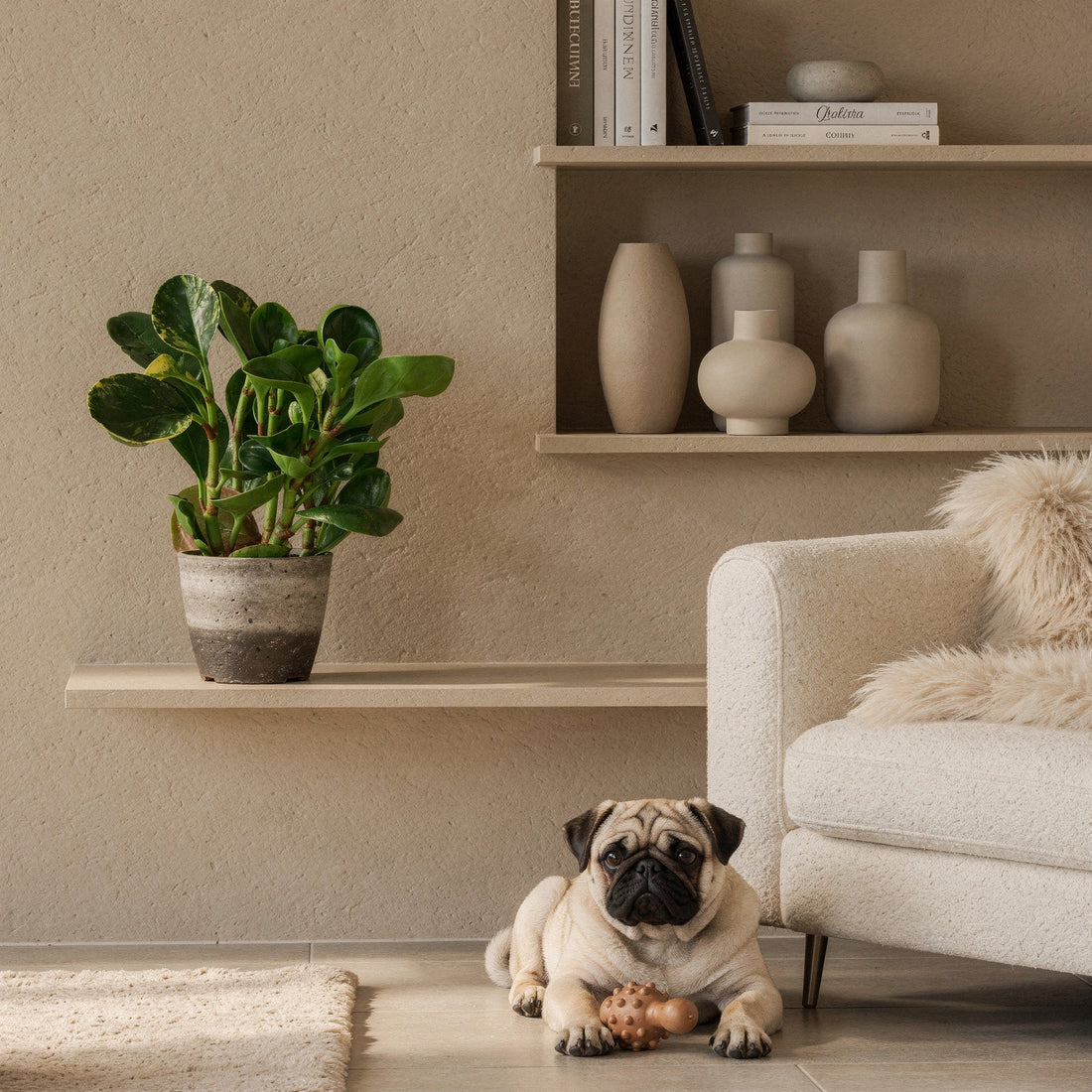 Are Peperomia Safe for Dogs? Complete ASPCA-Verified Safety Guide