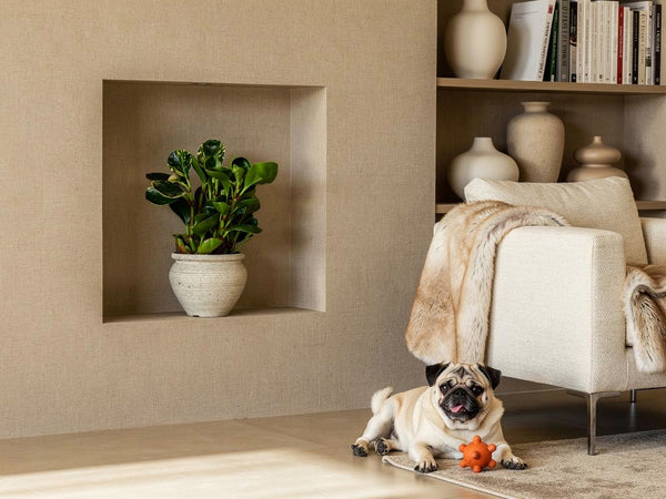 25 houseplants safe for cats and dogs