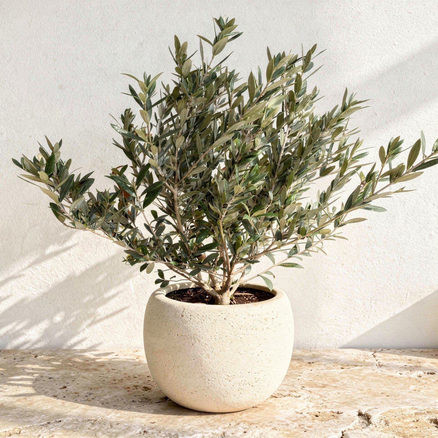 Olive Tree Olea Europaea - Pet Safe Non-Toxic Mediterranean Indoor Statement Tree