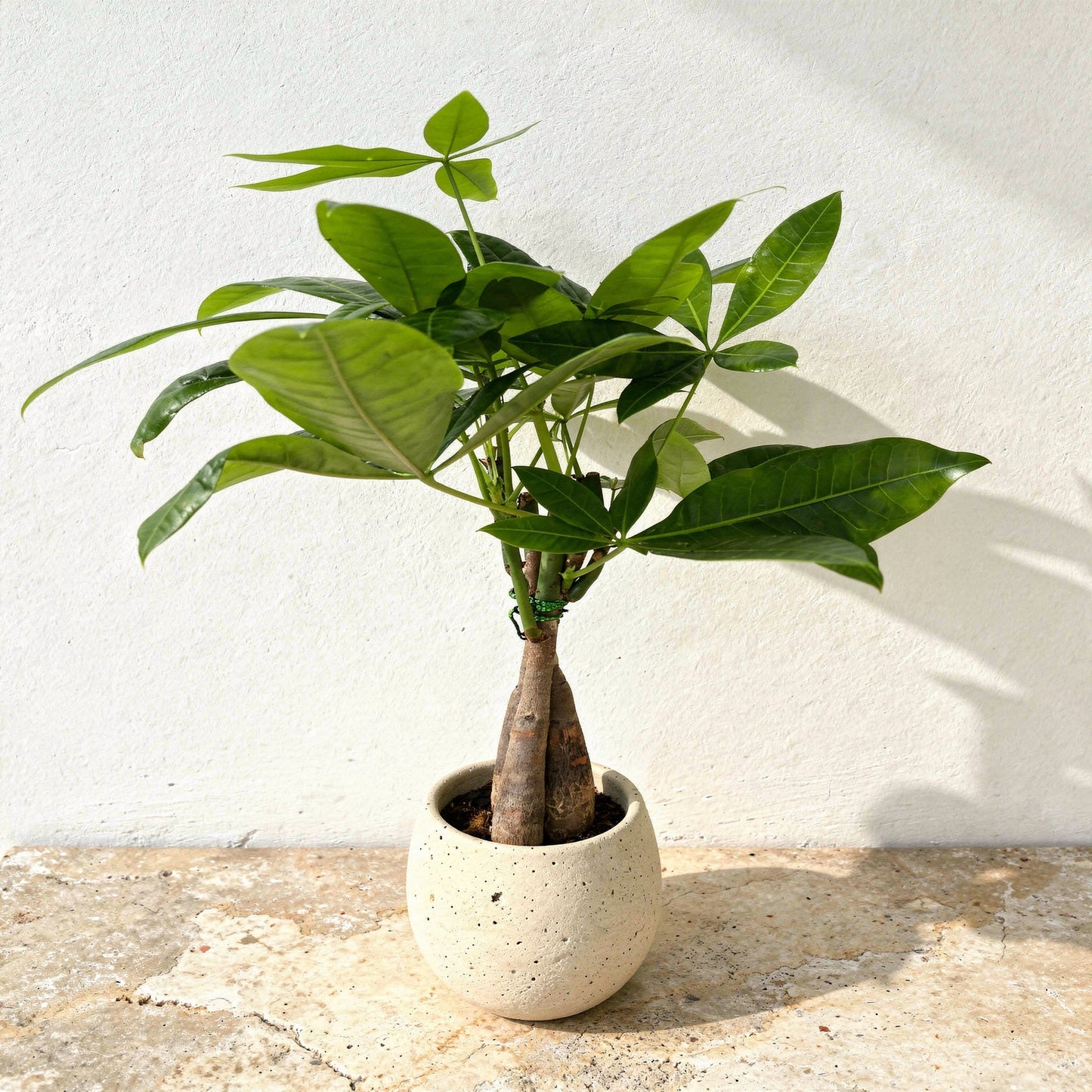 Pachira Aquatica Guiana Chestnut Money Tree - Pet Safe Non-Toxic Braided Trunk