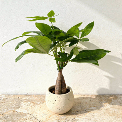 Pachira Aquatica Guiana Chestnut Money Tree - Pet Safe Non-Toxic Braided Trunk