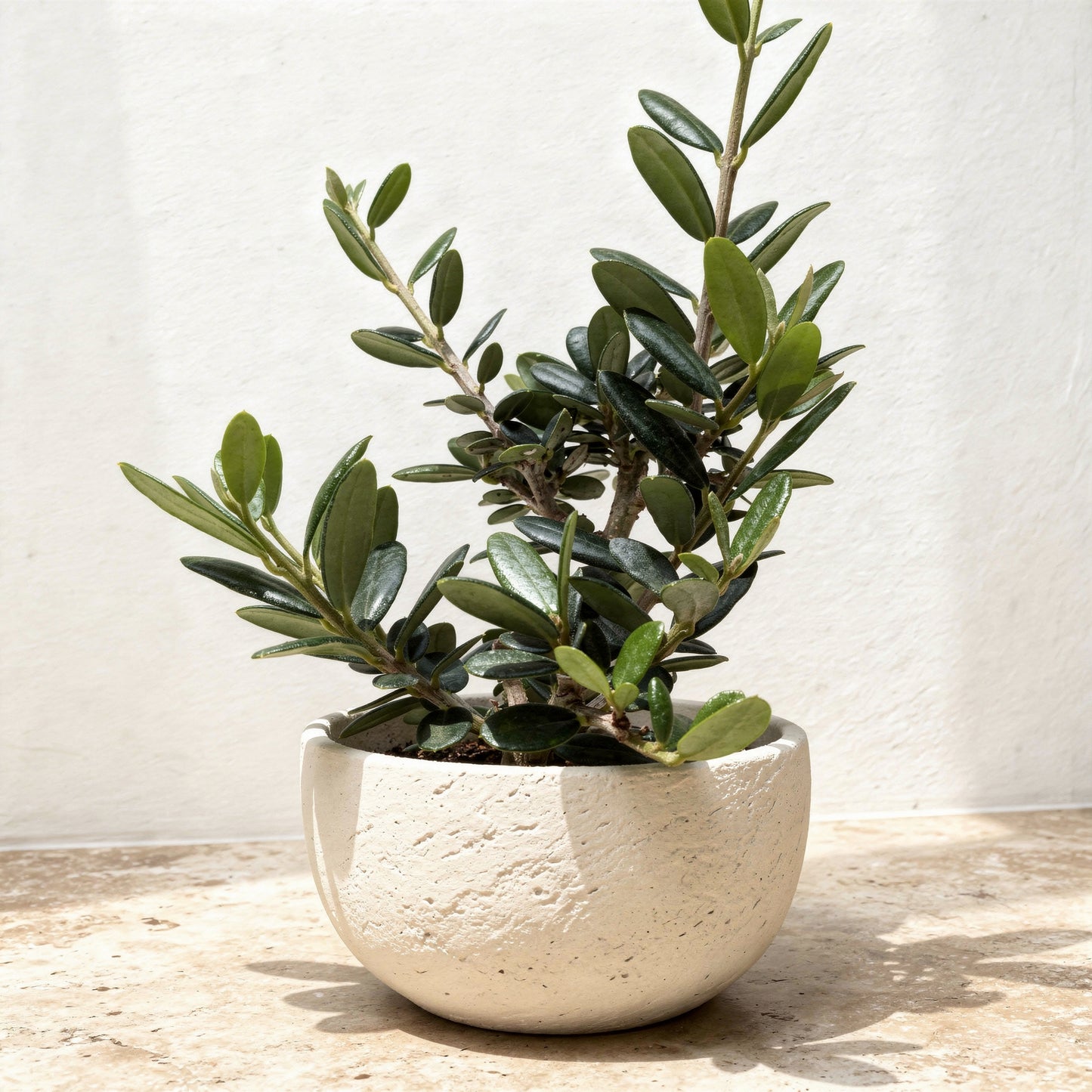 Olive Tree Olea Europaea - Pet Safe Non-Toxic Mediterranean Indoor Statement Tree