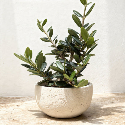 Olive Tree Olea Europaea - Pet Safe Non-Toxic Mediterranean Indoor Statement Tree