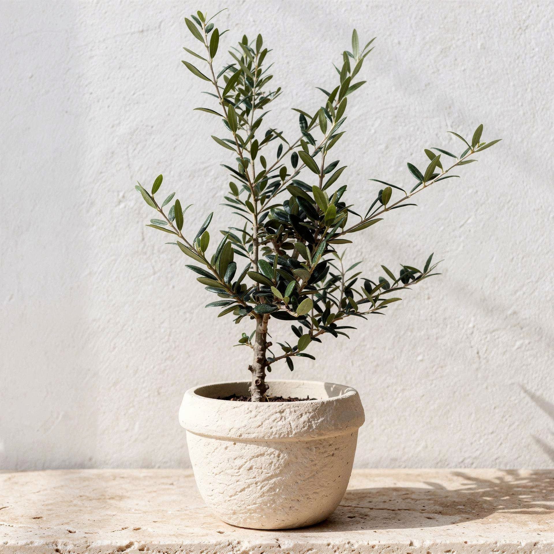 Pet Safe Houseplants - 100% ASPCA-Verified | Root & Reach Botanicals
