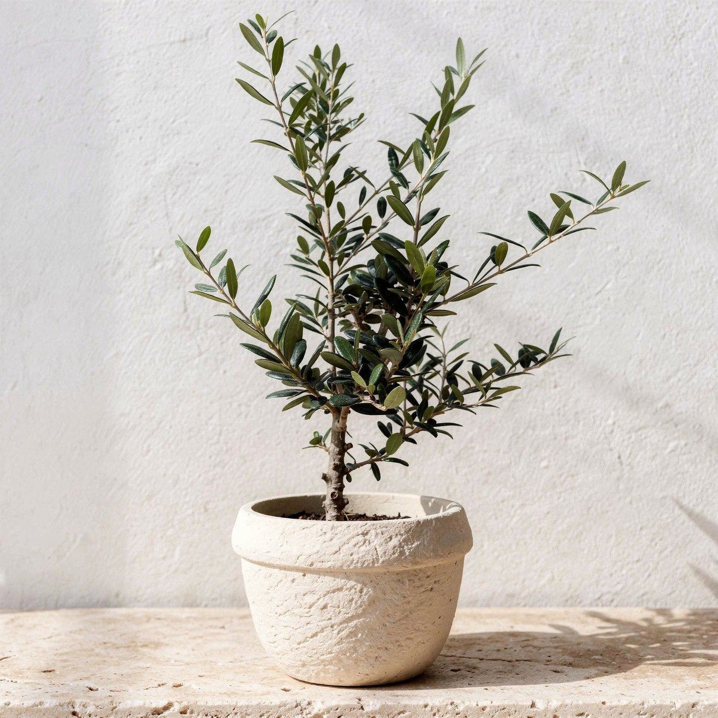 Olive Tree Olea Europaea - Pet Safe Non-Toxic Mediterranean Indoor Statement Tree