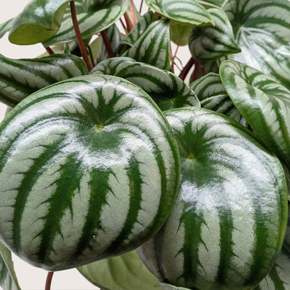 Peperomia Argyreia Watermelon Peperomia - Pet Safe Non-Toxic Striped Houseplant