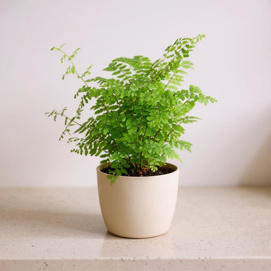 Adiantum Raddianum Maidenhair Fern - Pet Safe Non-Toxic Delicate Lace Black Stems Air Purifying
