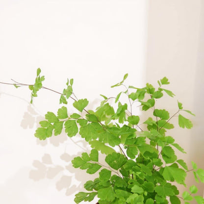Adiantum Raddianum Maidenhair Fern - Pet Safe Non-Toxic Delicate Lace Black Stems Air Purifying