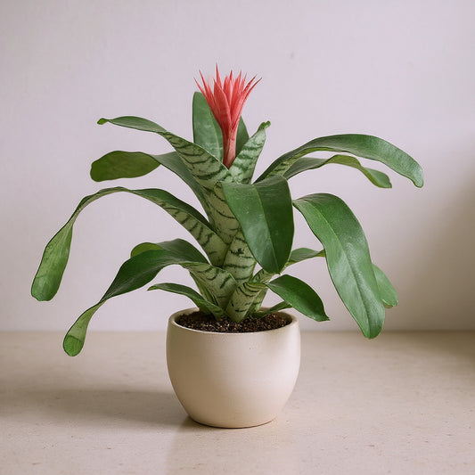 Aechmea Fasciata Bromeliad Silver Vase - Pet Safe Non-Toxic Metallic Foliage Vibrant Blooms Exotic