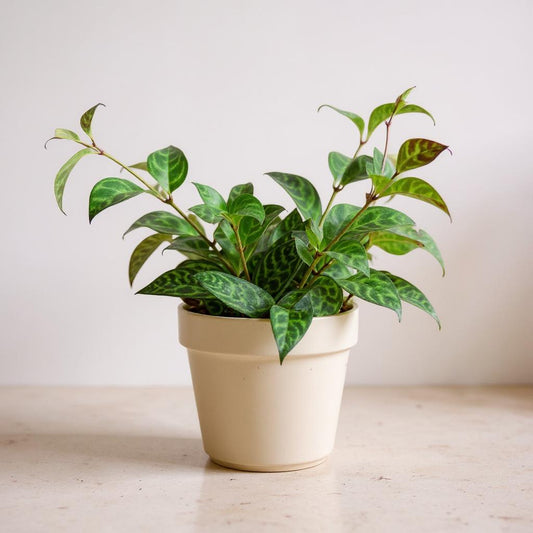 Aeschynanthus Radicans Black Pagoda Lipstick Plant - Pet Safe Non-Toxic Easy Care