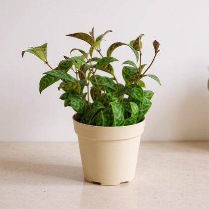Aeschynanthus Radicans Black Pagoda Lipstick Plant - Pet Safe Non-Toxic Easy Care