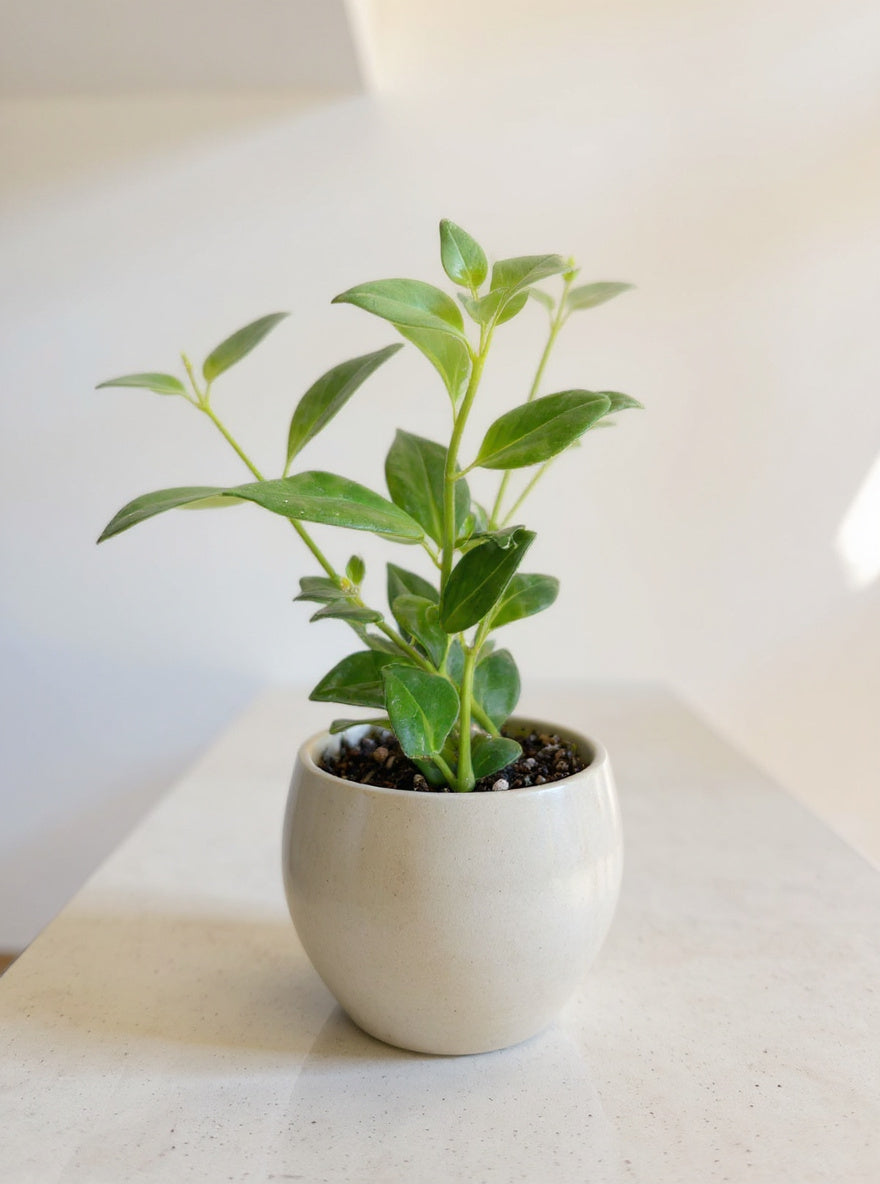 Aeschynanthus Radicans Lipstick Plant - Pet Safe Non-Toxic Houseplant