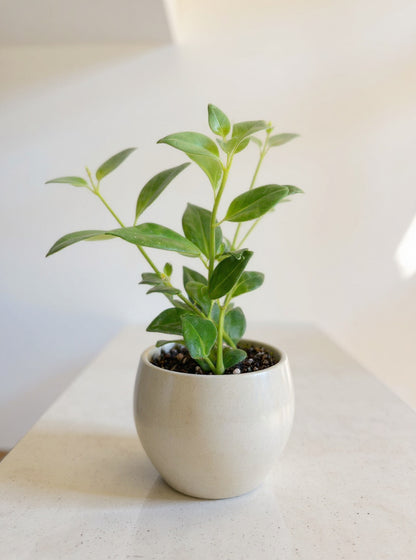 Aeschynanthus Radicans Lipstick Plant - Pet Safe Non-Toxic Houseplant