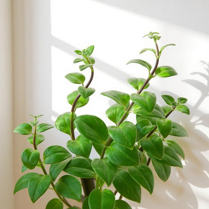 lipstick jade plant Aeschynanthus Radicans Lipstick Plant
