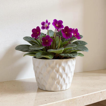 African Violet Saintpaulia - Pet Safe Non-Toxic Continuous Blooming Houseplant