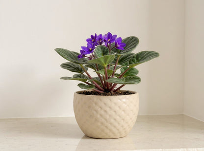 African Violet Saintpaulia - Pet Safe Non-Toxic Continuous Blooms Easy Care