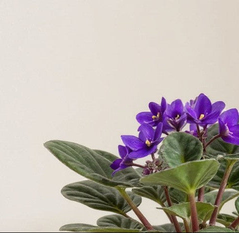 African Violet Saintpaulia - Pet Safe Non-Toxic Continuous Blooming Houseplant