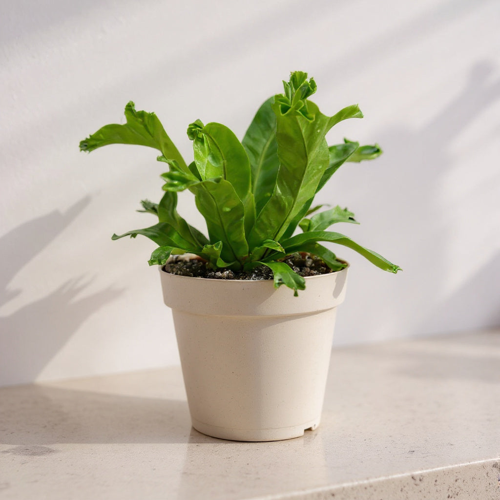 Asplenium Leslie Bird's Nest Fern - Pet Safe Non-Toxic Houseplant