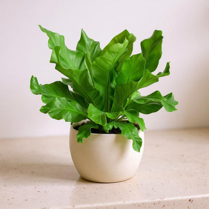 Asplenium Nidus Bird's Nest Fern - Pet Safe Non-Toxic Large Glossy Air Purifying Tropical