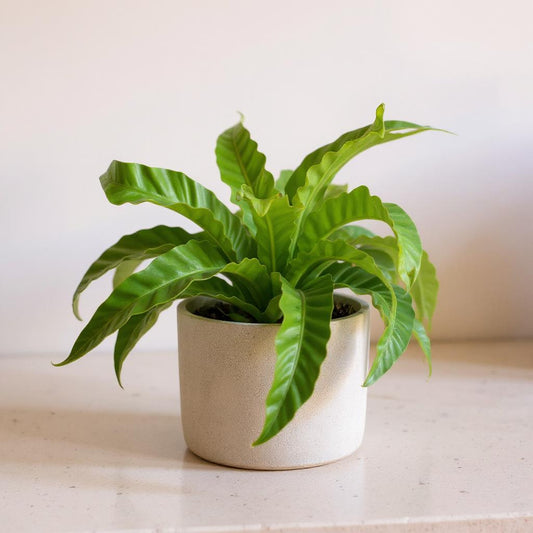 Asplenium Hurricane Bird's Nest Fern - Pet Safe Non-Toxic Twisted Ruffled Air Purifying