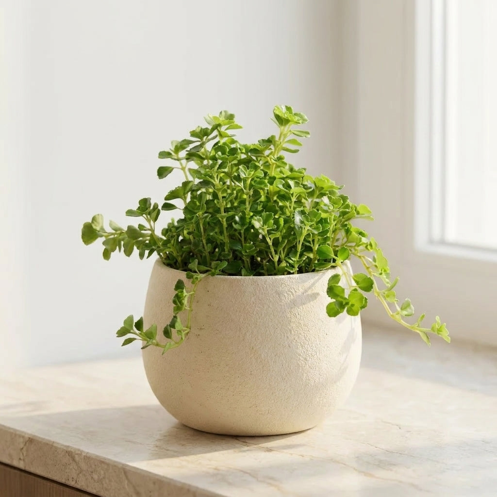 Baby's Tears (Soleirolia soleirolii)