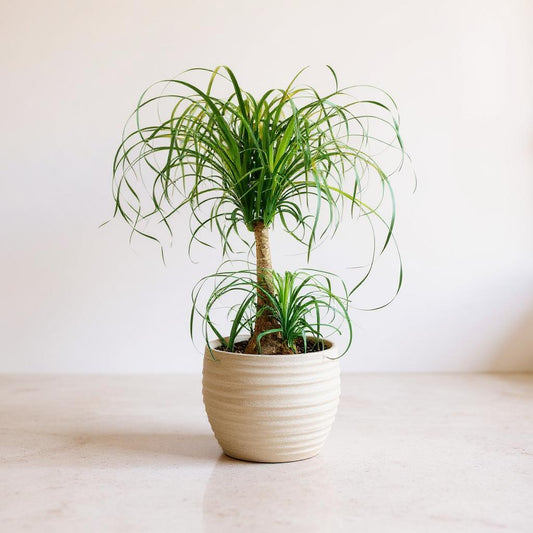 Beaucarnea Recurvata Ponytail Palm - Pet Safe Non-Toxic Drought Tolerant Sculptural Easy Care
