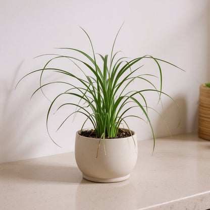 Beaucarnea Recurvata Ponytail Palm - Pet Safe Non-Toxic Houseplant