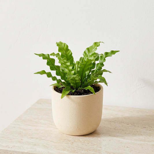 Bird's Nest Fern Victoria Asplenium Nidus - Pet Safe Non-Toxic Wavy Frond Indoor Fern