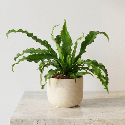 Bird's Nest Fern Victoria Asplenium Nidus - Pet Safe Non-Toxic Wavy Frond Indoor Fern