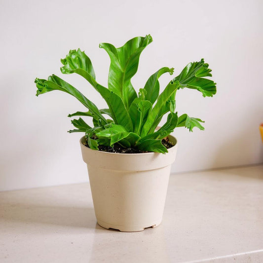 Asplenium Leslie Bird's Nest Fern - Pet Safe Non-Toxic Vibrant Crinkled Low Maintenance Indoor