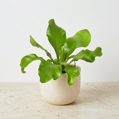 Bird's Nest Fern (Asplenium nidus)