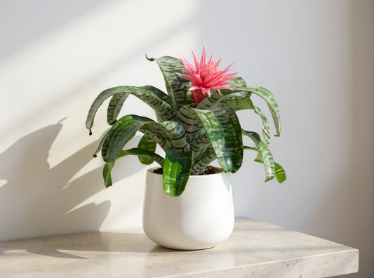 Aechmea Fasciata Bromeliad Silver Vase - Pet Safe Non-Toxic Houseplant