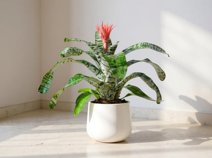 Aechmea Fasciata Bromeliad Silver Vase - Pet Safe Non-Toxic Houseplant