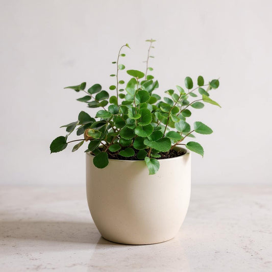 Pellaea Rotundifolia Button Fern - Pet Safe Non-Toxic Round Fronds Air Purifying Easy Care