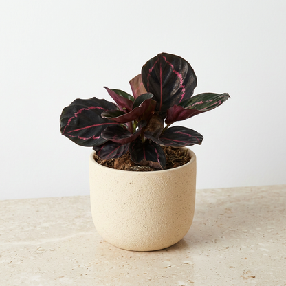 Calathea Dottie Calathea Roseopicta - Pet Safe Non-Toxic Dark Purple Pink Prayer Plant