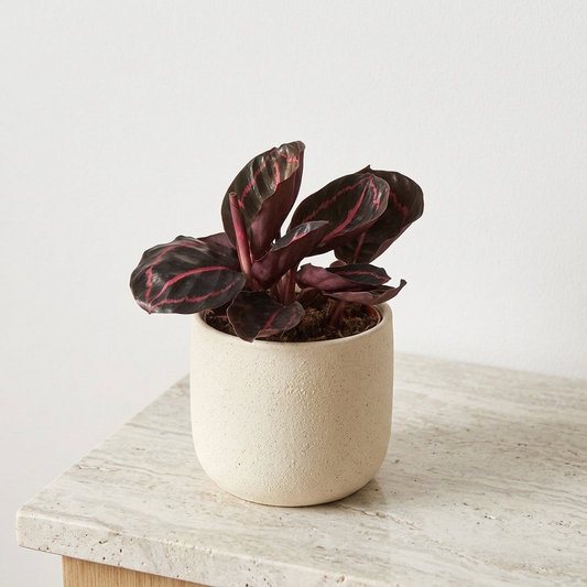 Calathea Dottie Calathea Roseopicta - Pet Safe Non-Toxic Dark Purple Pink Prayer Plant