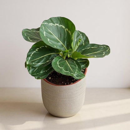 Calathea Green Goddess Prayer Plant - Pet Safe Non-Toxic Dramatic Patterned Air Purifying