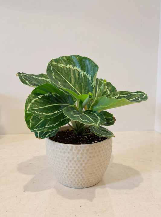 Calathea Green Goddess Prayer Plant - Pet Safe Non-Toxic Dramatic Patterned Air Purifying