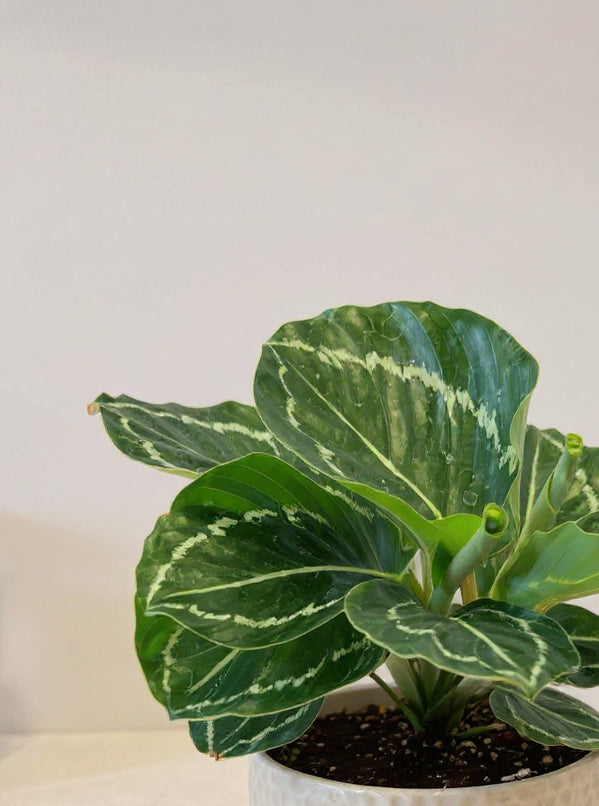 Calathea Green Goddess Prayer Plant - Pet Safe Non-Toxic Dramatic Patterned Air Purifying
