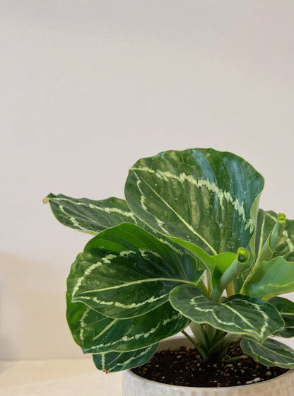 Calathea Green Goddess Prayer Plant - Pet Safe Non-Toxic Dramatic Patterned Air Purifying