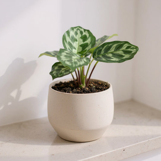 Calathea Kennedy Prayer Plant - Pet Safe Non-Toxic Air Purifying Houseplant