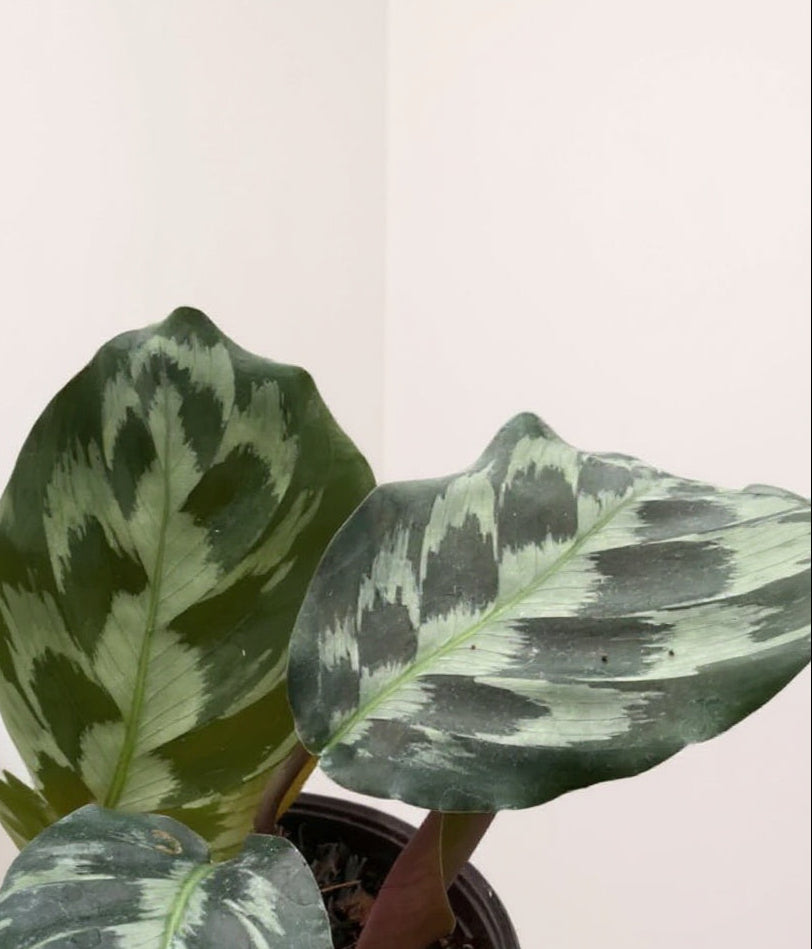 Calathea Kennedy Prayer Plant - Pet Safe Non-Toxic Air Purifying Houseplant