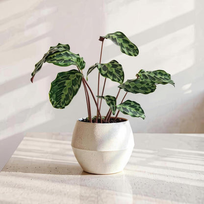Calathea Kennedy Prayer Plant - Pet Safe Non-Toxic Air Purifying Houseplant