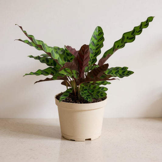Calathea Lancifolia Rattlesnake Prayer Plant - Pet Safe Non-Toxic Reptilian Patterned Purple Air Purifying