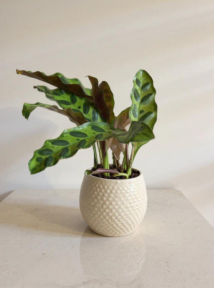 Calathea Lancifolia Rattlesnake Prayer Plant - Pet Safe Non-Toxic Reptilian Patterned Purple Air Purifying