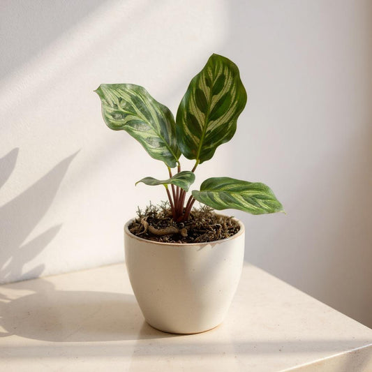 Calathea Makoyana Peacock Plant - Pet Safe Non-Toxic Feather Patterned Humidity Prayer Movement