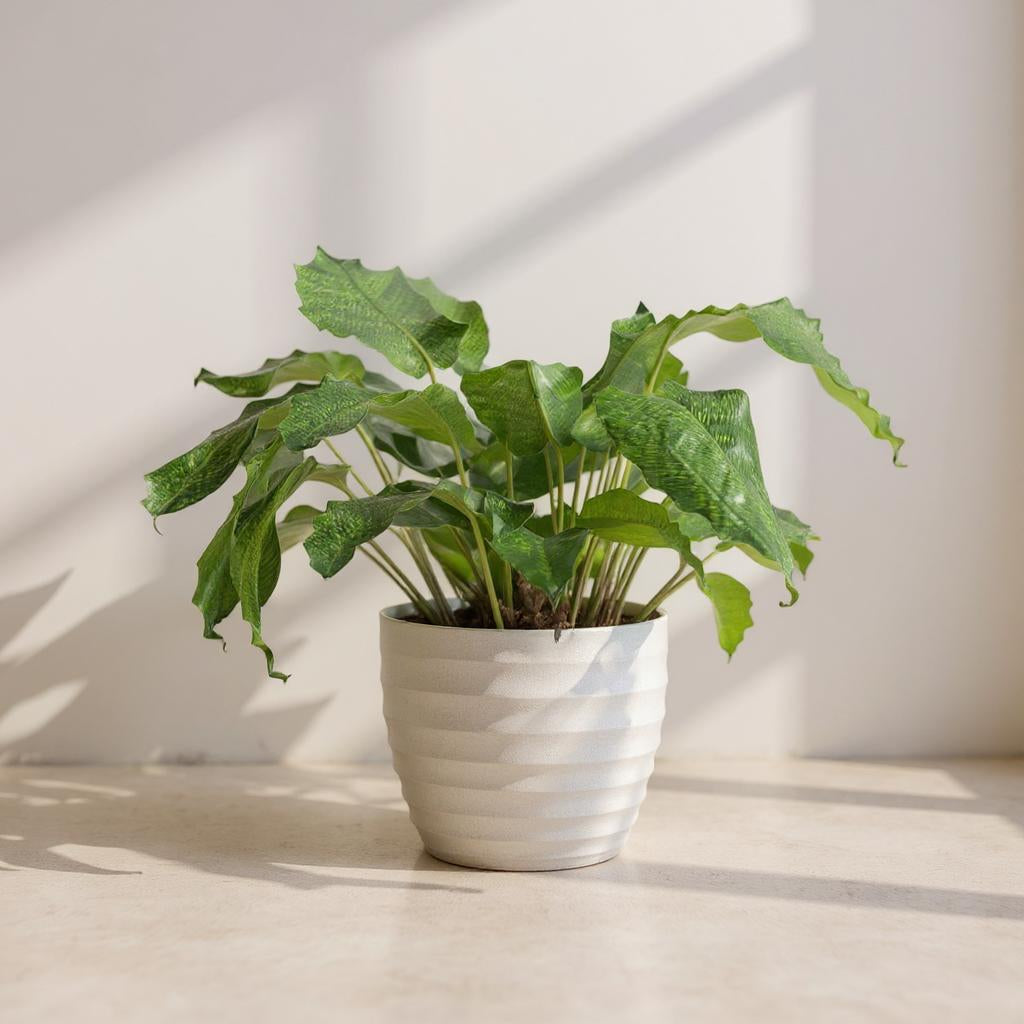 Calathea Musaica Network Plant - Pet Safe Air Purifying Houseplant ...
